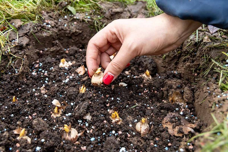 Too Much Fertilizer Can Harm New Roots Too Much Fertilizer Can Harm New Roots