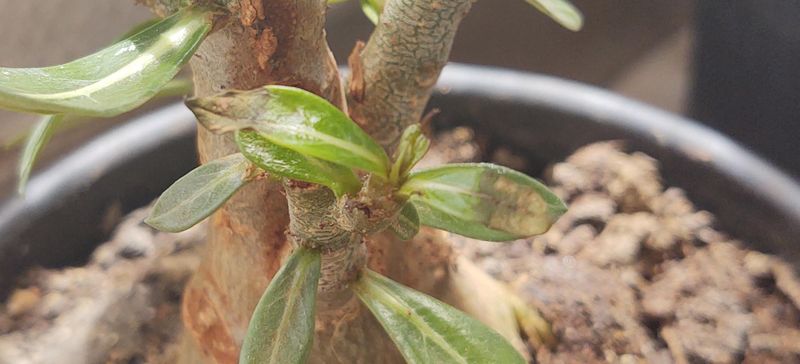 Too Much Fertilizer Can Look Like A Care Problem