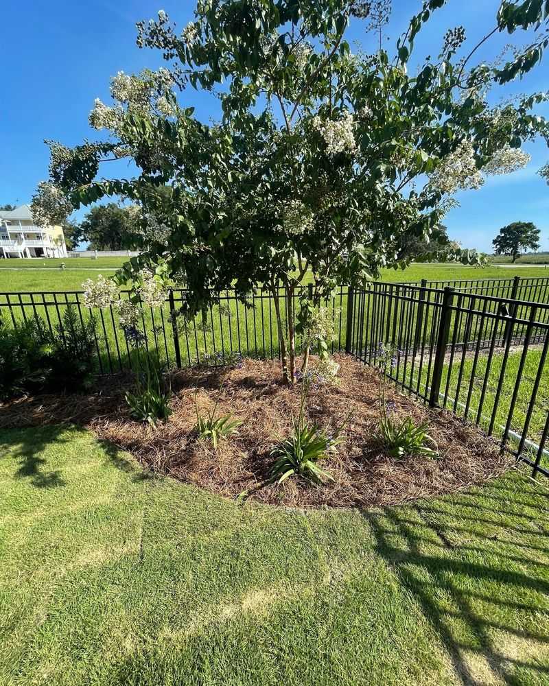 Too Much Fertilizer Can Trade Blooms For Leaves