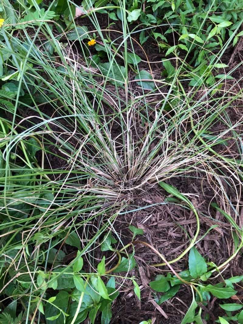 Too Much Fertilizer Makes Grass Floppy Too Much Fertilizer Makes Grass Floppy