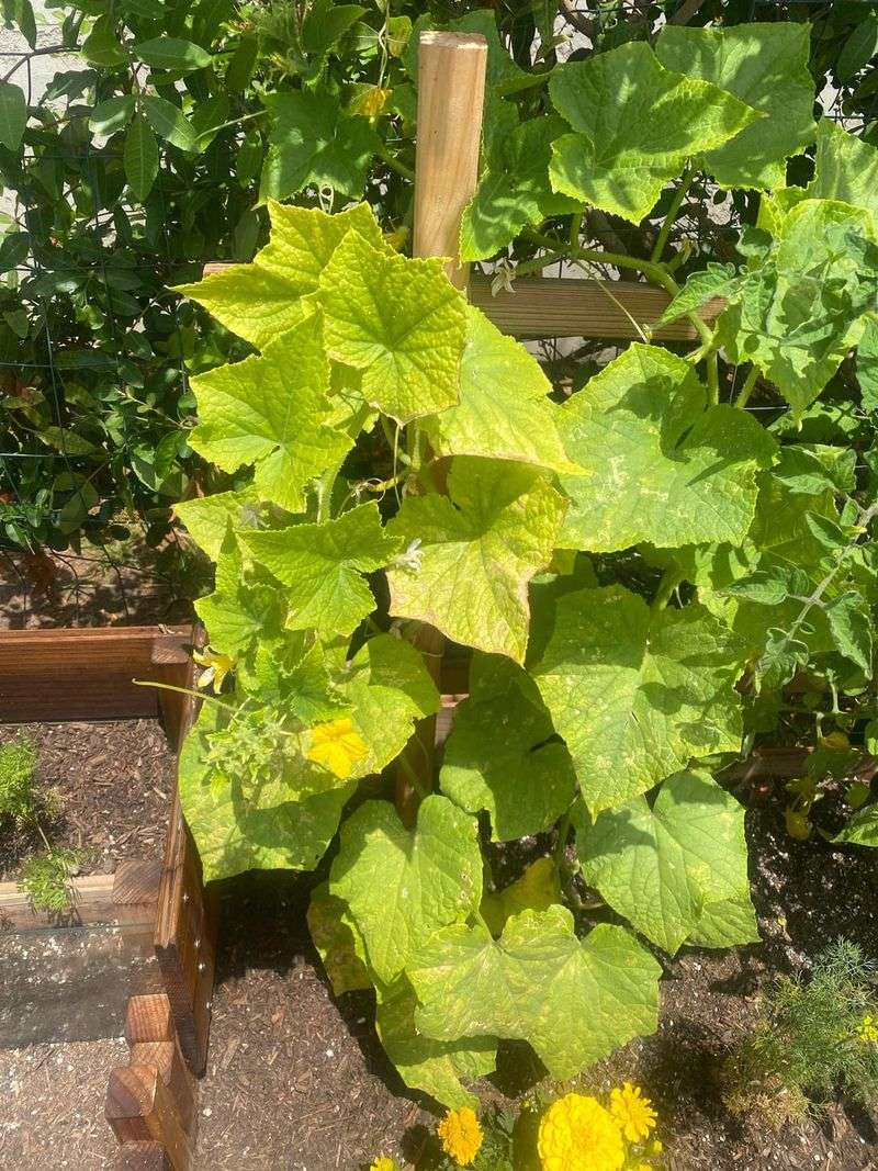 Too Much Heat Can Stress The Whole Vine
