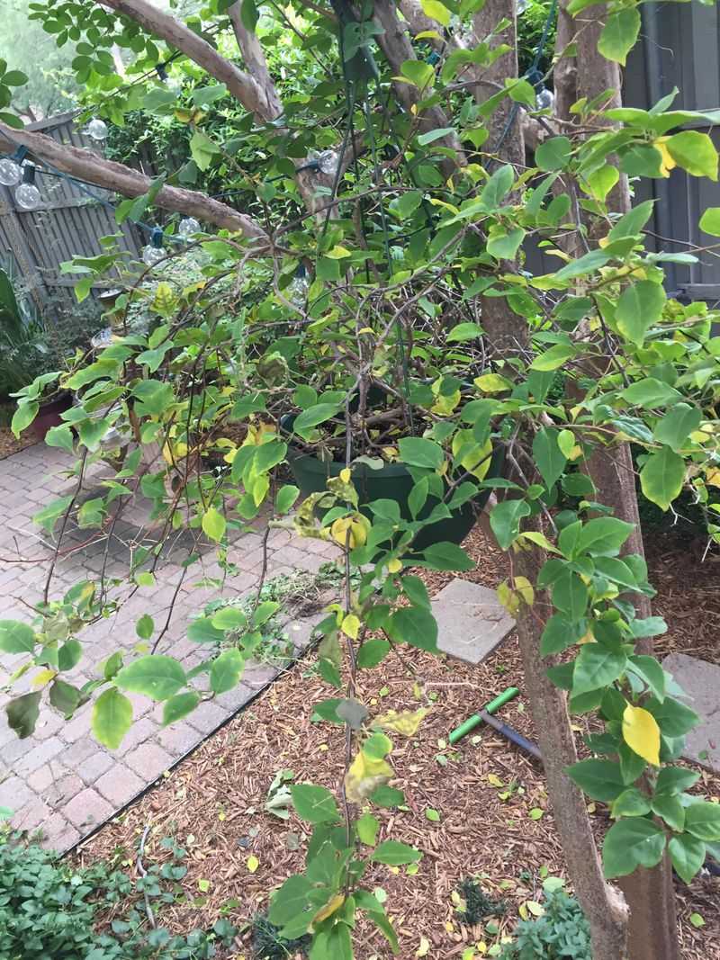 Too Much Nitrogen Can Push Leaves Instead Of Blooms