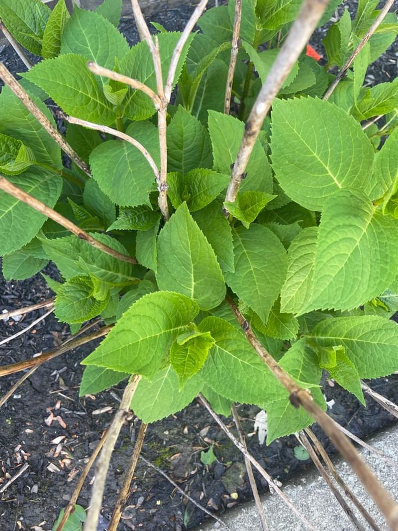 Too Much Nitrogen Creates Leaves Instead
