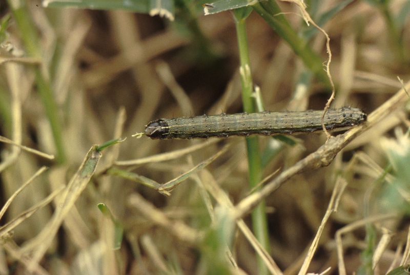 Too Much Nitrogen Creates Tender New Growth