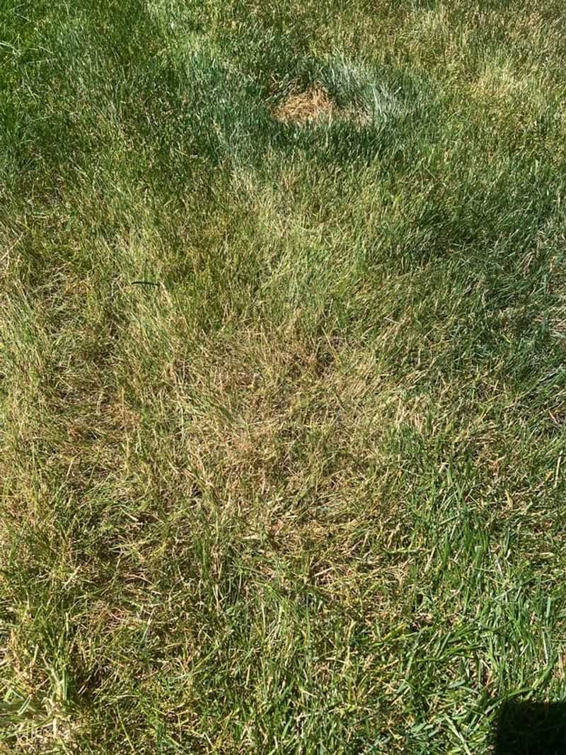 Too Much Nitrogen Delays Proper Dormancy Too Much Nitrogen Delays Proper Dormancy