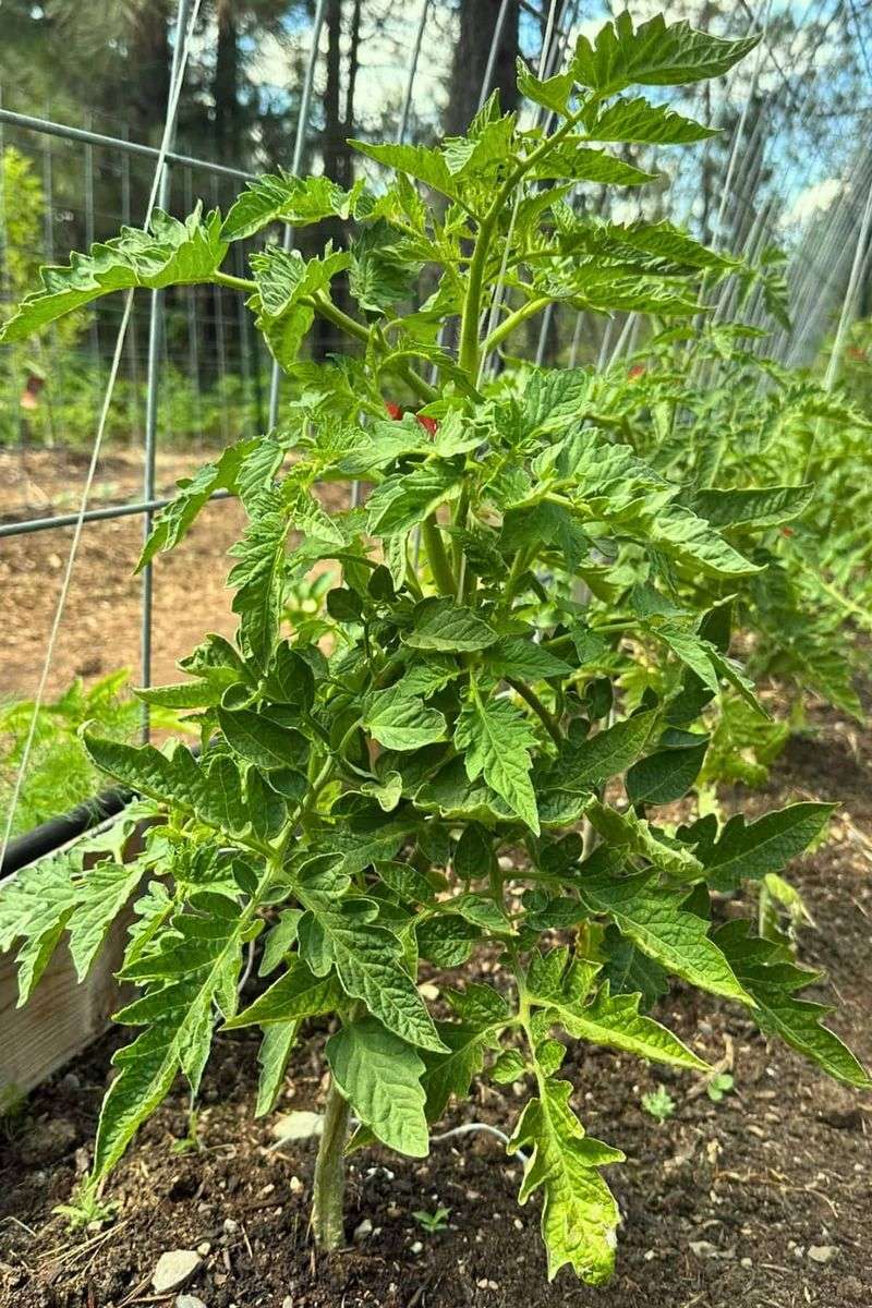 Too Much Nitrogen Encourages More Leaves Than Tomatoes
