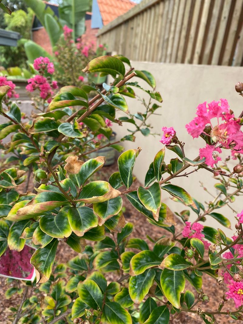 Too Much Nitrogen Favors Leaves Over Flowers Too Much Nitrogen Favors Leaves Over Flowers