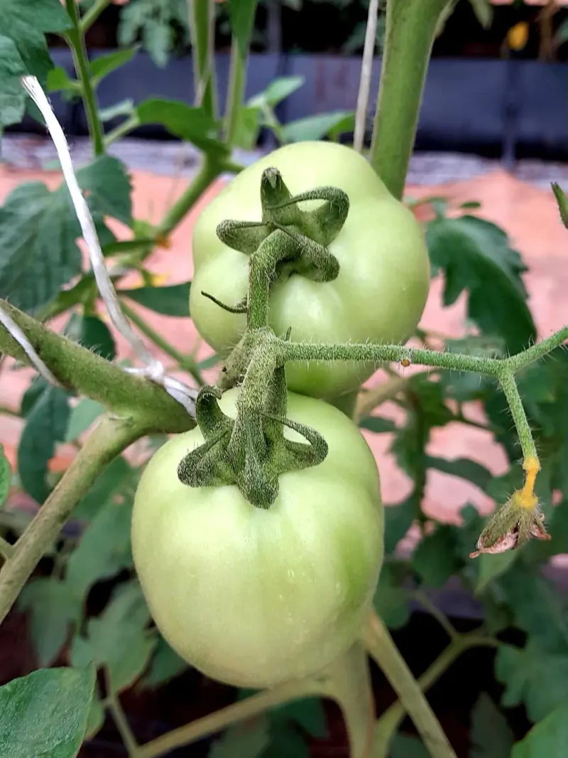 Too Much Nitrogen Fueled Leaves Instead Of Fruit