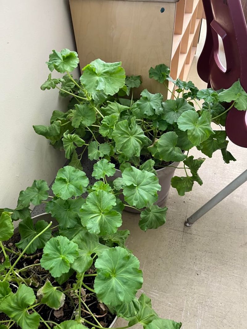 Too Much Nitrogen Fuels Leaf Growth Over Blooms Too Much Nitrogen Fuels Leaf Growth Over Blooms