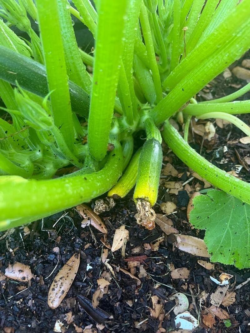 Too Much Nitrogen Growing Leaves Instead Of Fruit Too Much Nitrogen Growing Leaves Instead Of Fruit