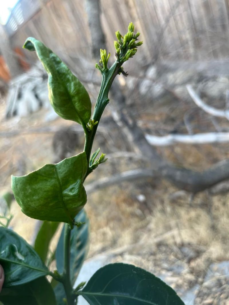 Too Much Nitrogen Keeps Citrus Focused On New Leaves