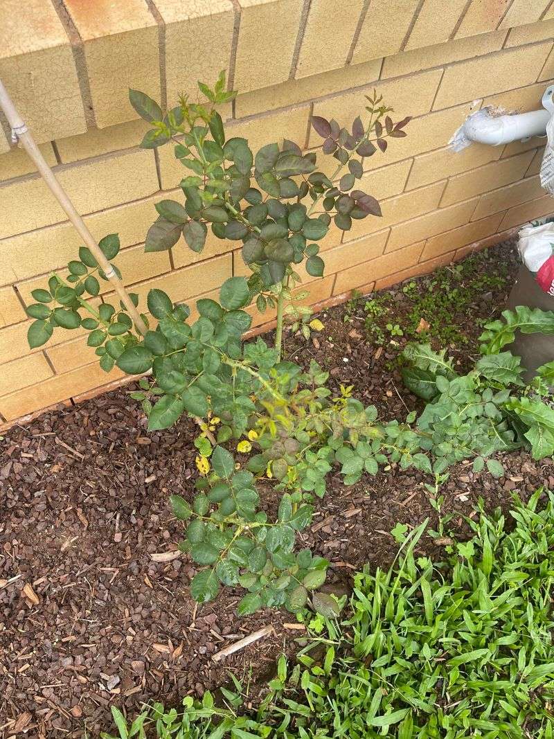 Too Much Nitrogen Produces Leaves Instead Of Blooms Too Much Nitrogen Produces Leaves Instead Of Blooms