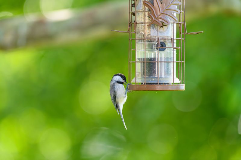 Too Much Noise Or Foot Traffic Scares Birds Off Too Much Noise Or Foot Traffic Scares Birds Off