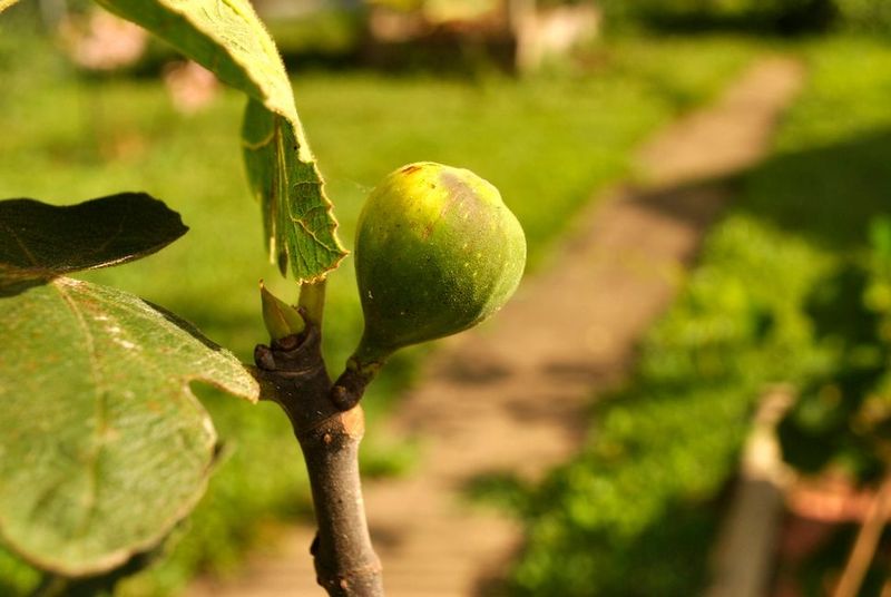 Too Much Shade Can Leave Fruit Green For Too Long