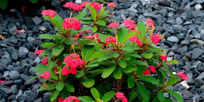 Too Much Shade Is Quietly Stealing The Flower Show