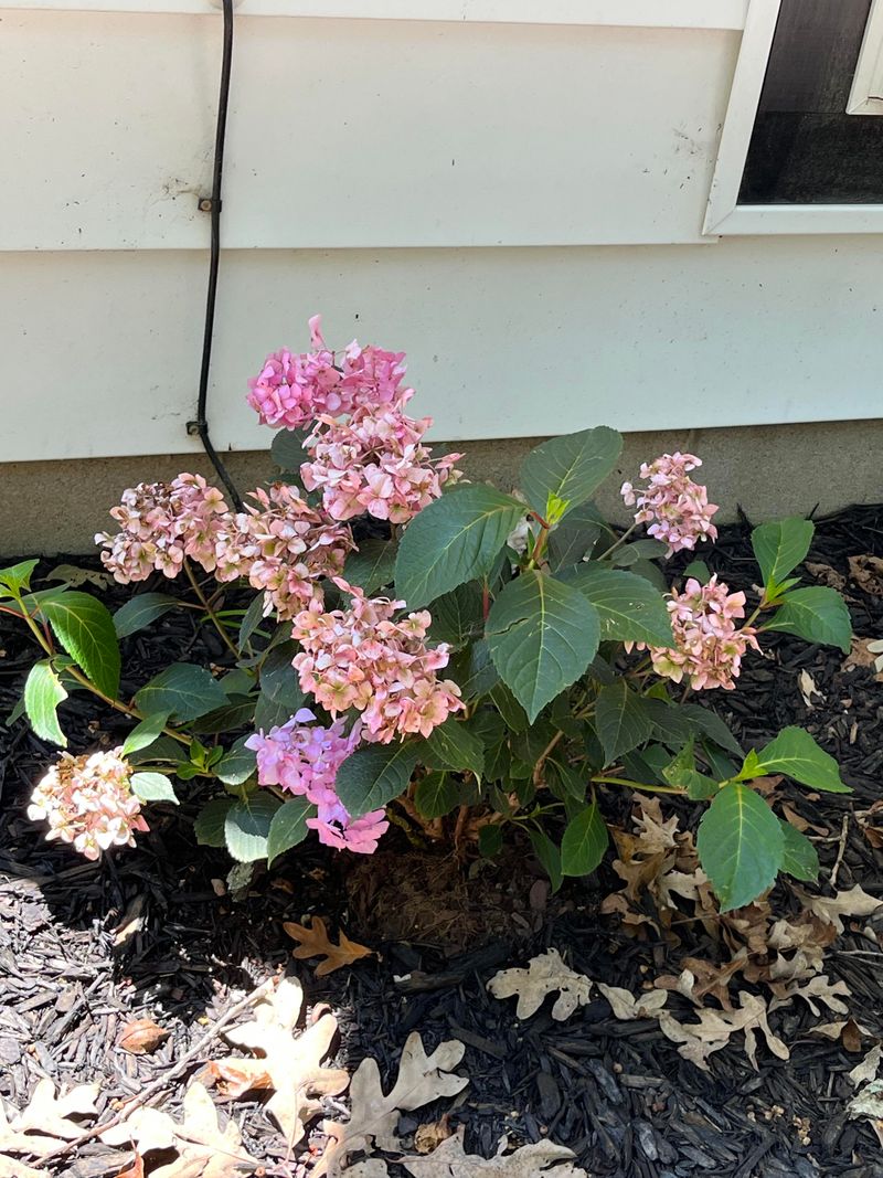 Too Much Shade Reduces Blooming