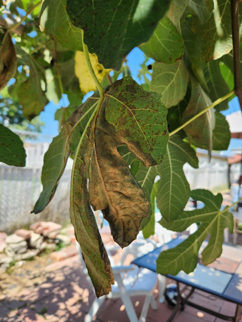Too Much Water Can Keep Growth Soft And Vigorous