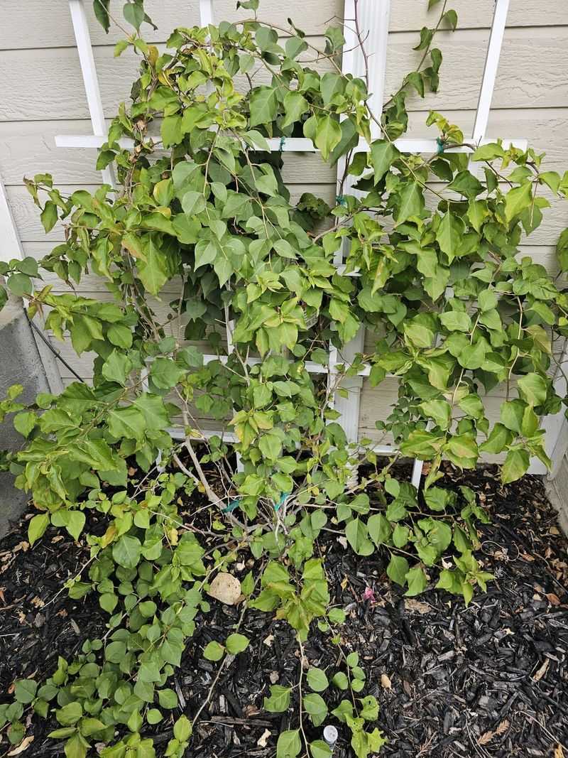 Too Much Water Can Keep The Plant Focused On Growth