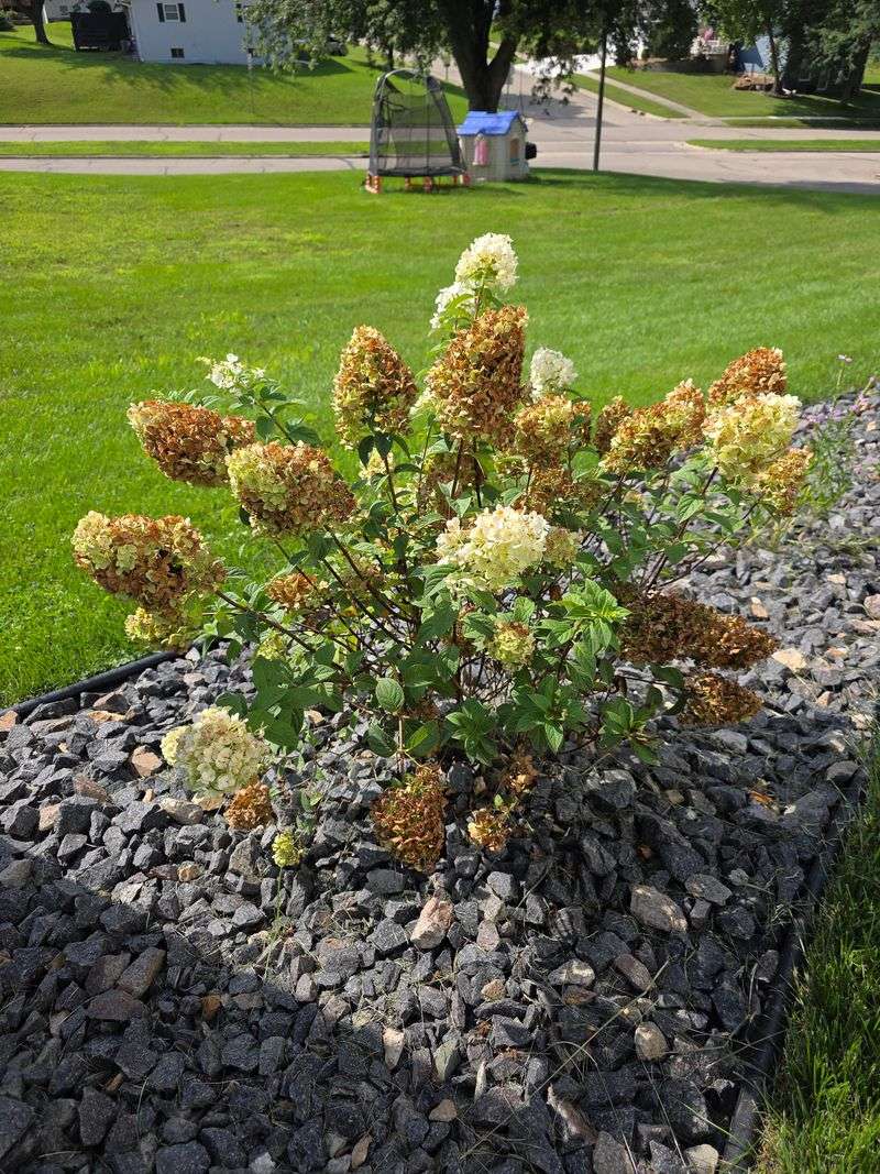 Too Much Water Can Stress The Roots