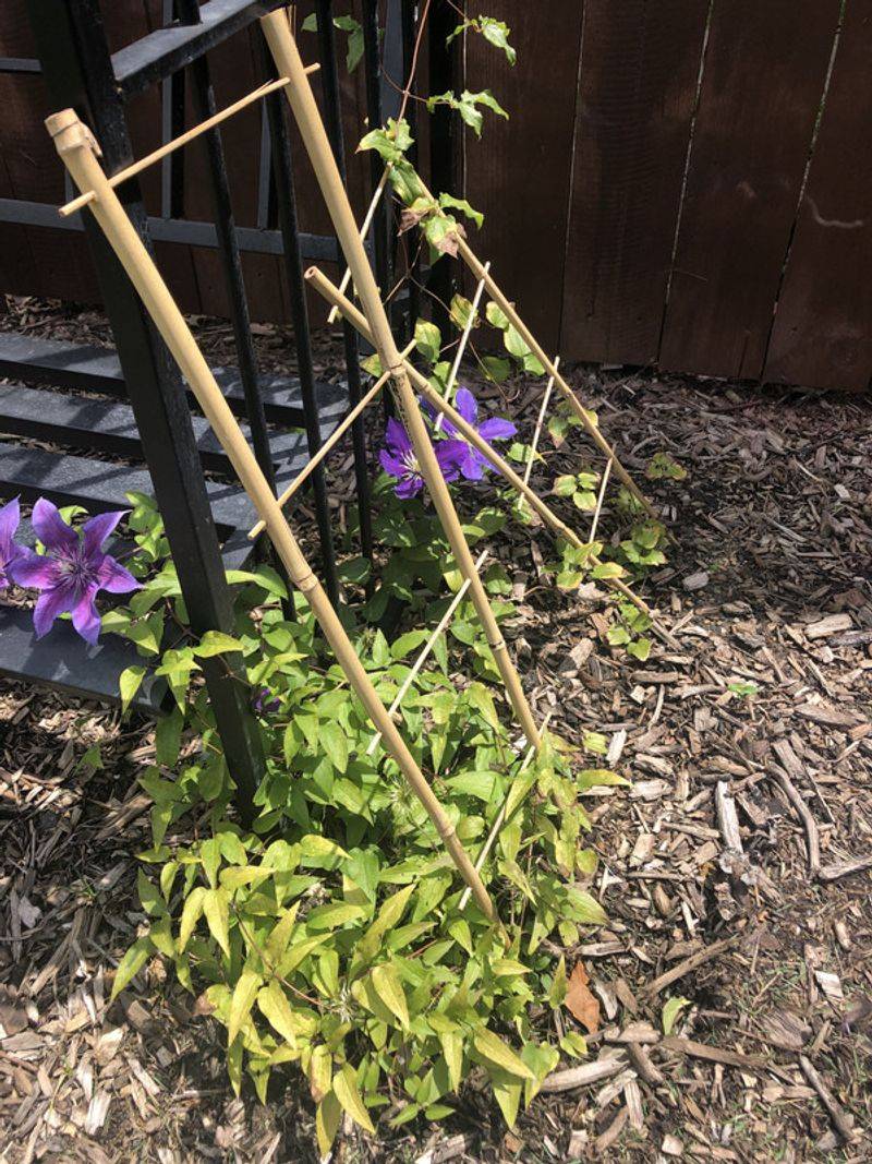 Too Much Water Can Yellow Clematis Just As Fast Too Much Water Can Yellow Clematis Just As Fast