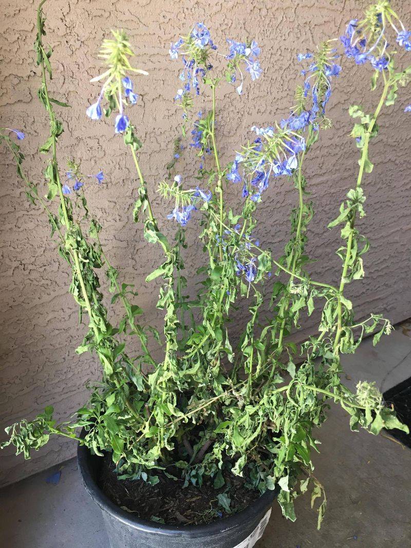 Too Much Water Creates Problems For Plumbago