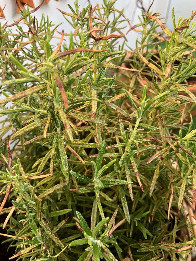 Too Much Water During Monsoon Season Can Stress Rosemary Too Much Water During Monsoon Season Can Stress Rosemary