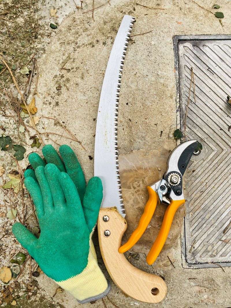 Tools Needed To Divide Clumps Properly Tools Needed To Divide Clumps Properly