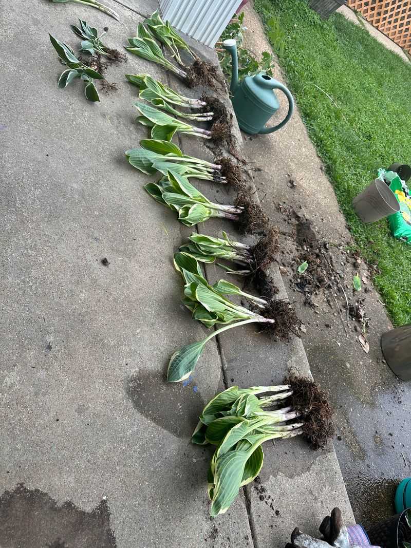 Tools That Make Hosta Division Cleaner And Faster Tools That Make Hosta Division Cleaner And Faster