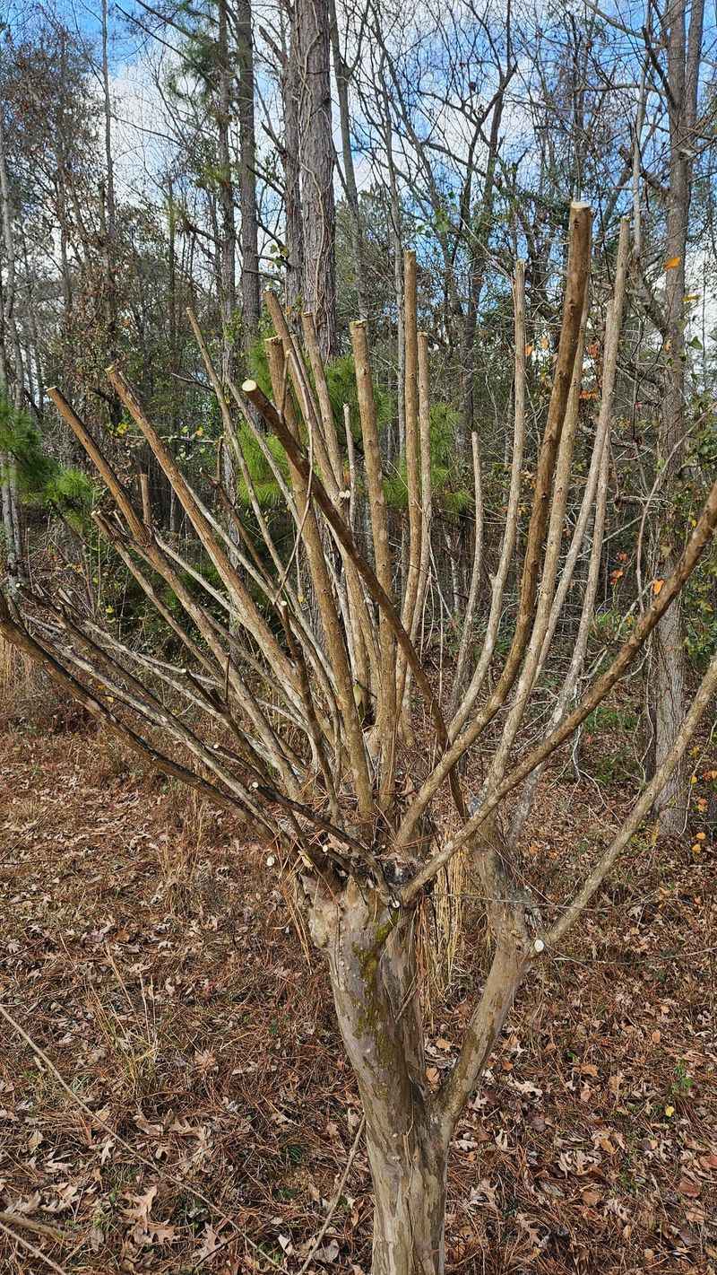 Topping Creates Long Floppy Branches