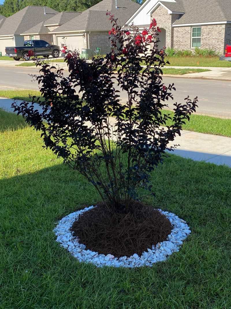 Topping Creates Vigorous New Growth Topping Creates Vigorous New Growth