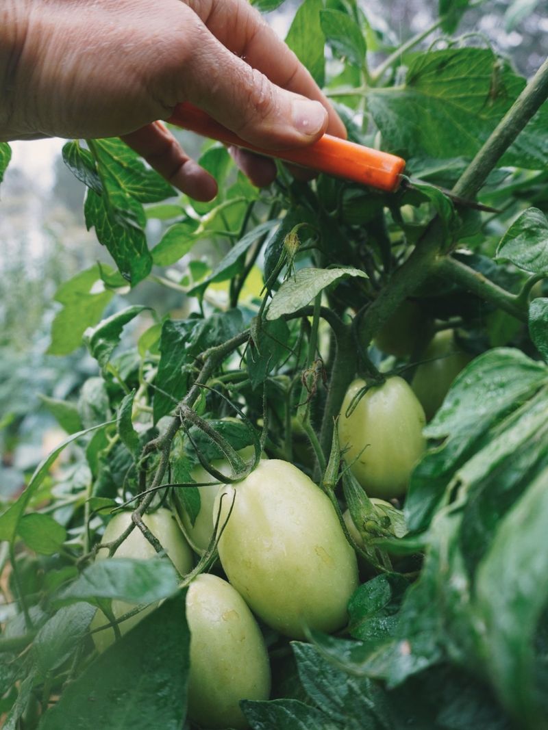 Topping Means Removing The Growing Tip