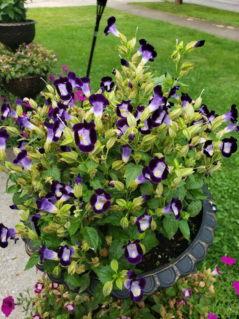Torenia Keeping Flowers Going In Low-Light Spots Torenia Keeping Flowers Going In Low-Light Spots