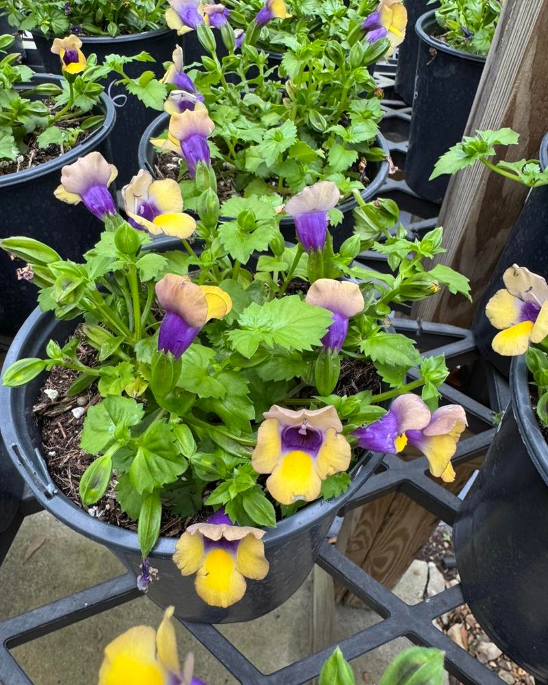 Torenia Keeps Blooming Where Summer Sun Is Limited