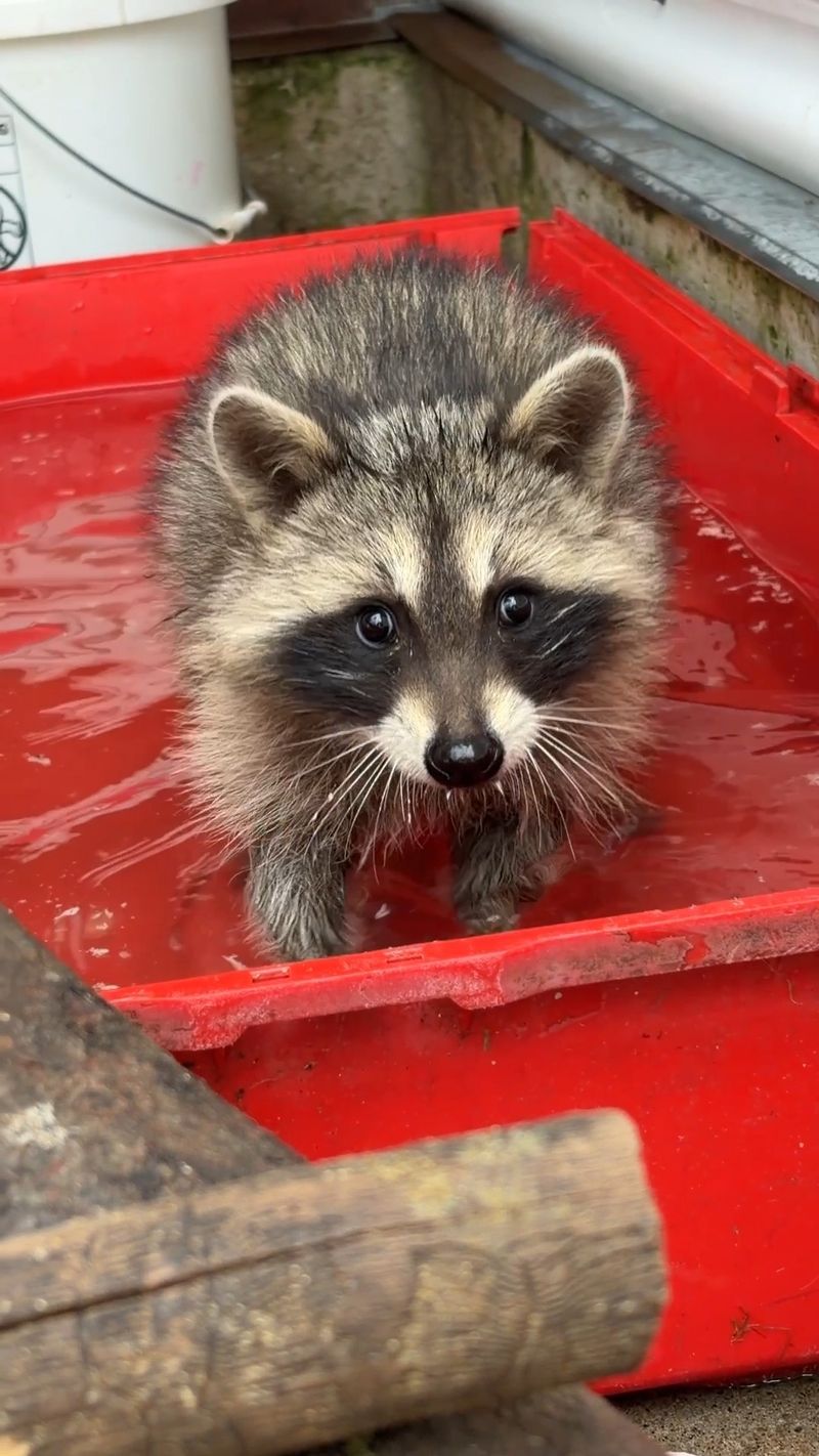 Torn Skin Replaces Clean Precise Bites Torn Skin Replaces Clean Precise Bites