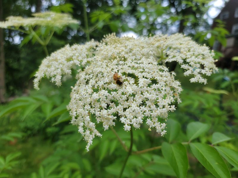 Tossing Raspberry And Elderberry Canes Removes Useful Nesting Cavities