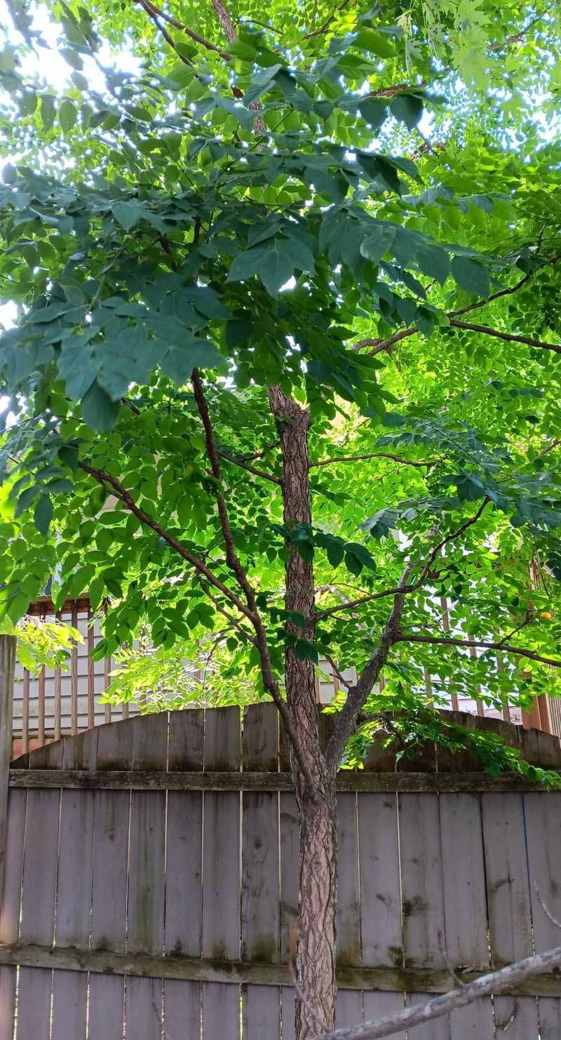 Tough Roots Handle Drought And Urban Soil With Ease