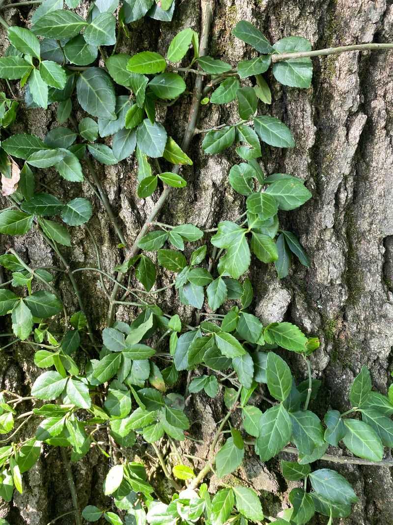 Trace Sprawling Branches Back To The Crown