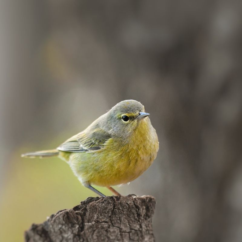 Track Orange-Crowned Warblers Through Late Summer