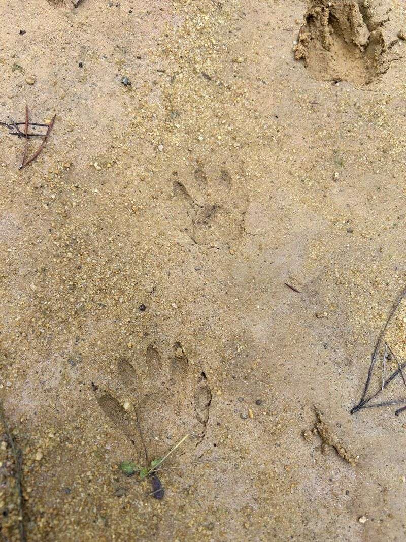 Tracks Near The Damage Confirm Their Visit Tracks Near The Damage Confirm Their Visit
