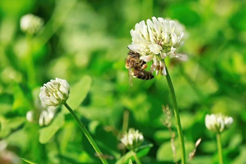Trade Empty Lawn For More Bee Food Trade Empty Lawn For More Bee Food
