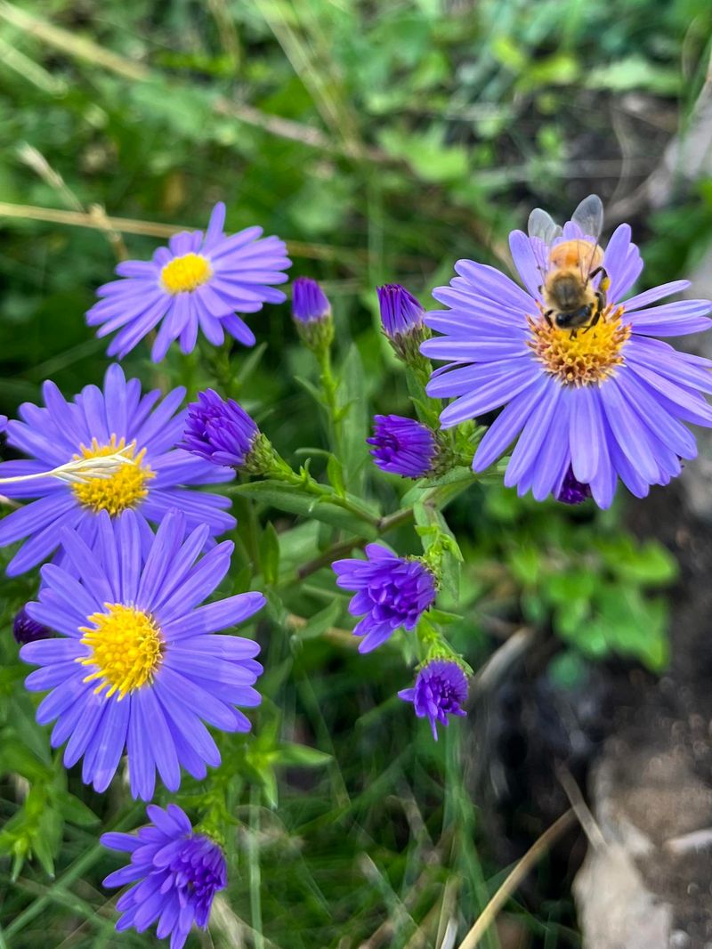 Trade Mums For New England Aster's Purple Finale