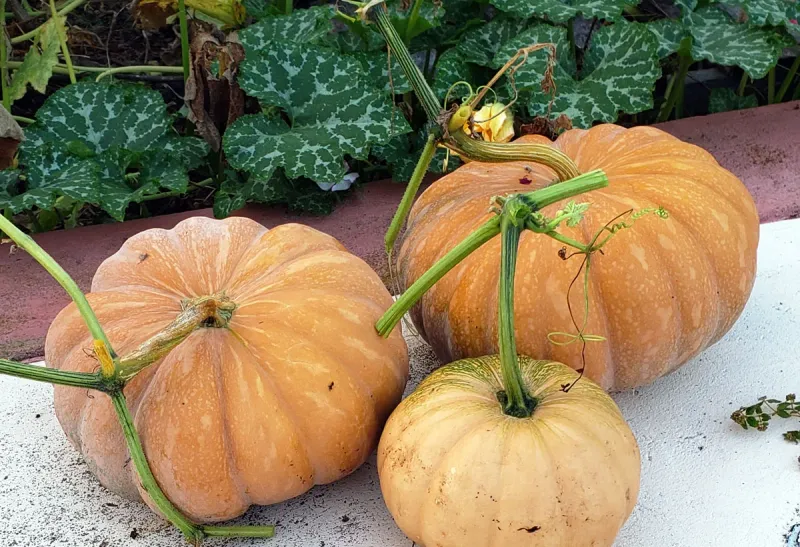 Traditional Seminole Pumpkin Traditional Seminole Pumpkin