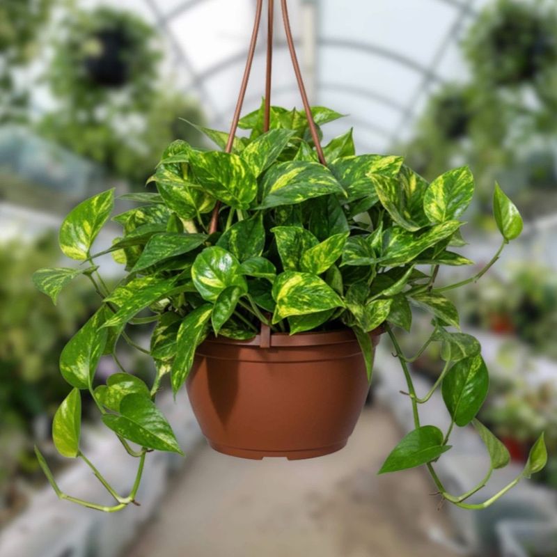 Trail Golden Pothos From A Hanging Basket Trail Golden Pothos From A Hanging Basket