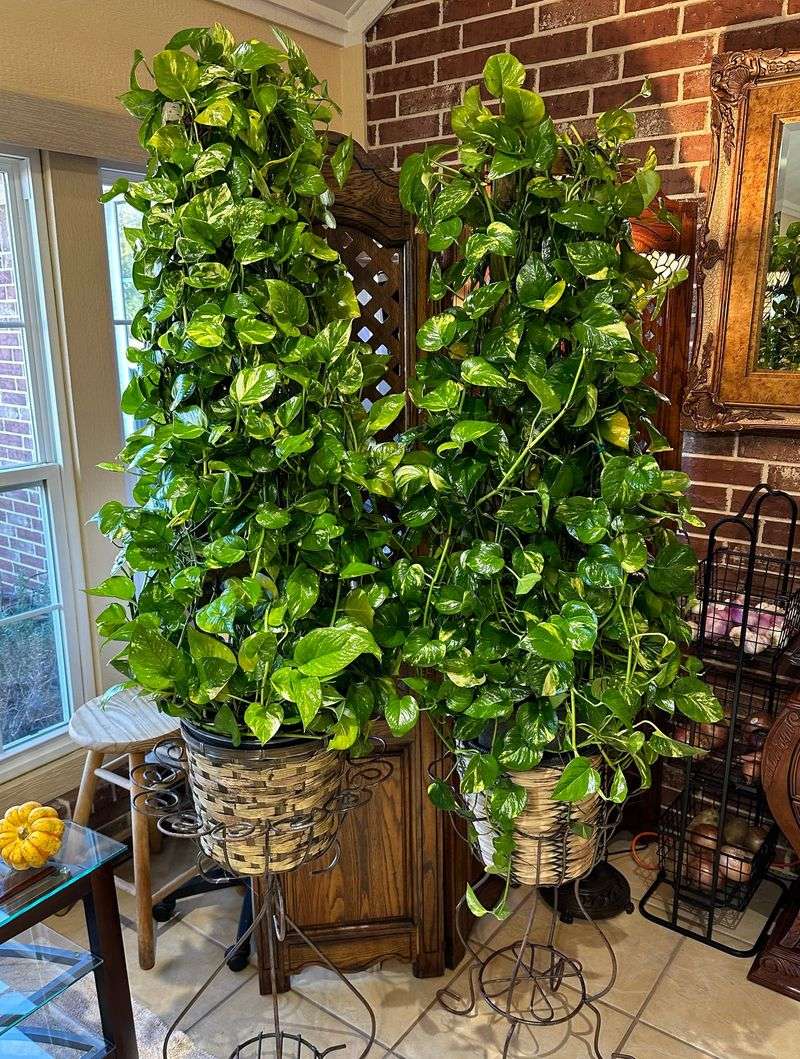Trail Pothos Away From Harsh Sun Trail Pothos Away From Harsh Sun