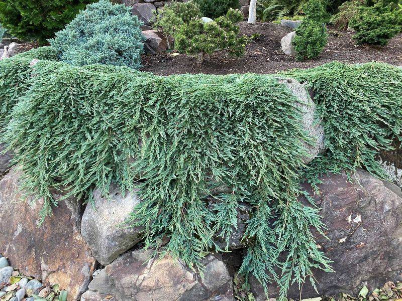 Trailing Juniper