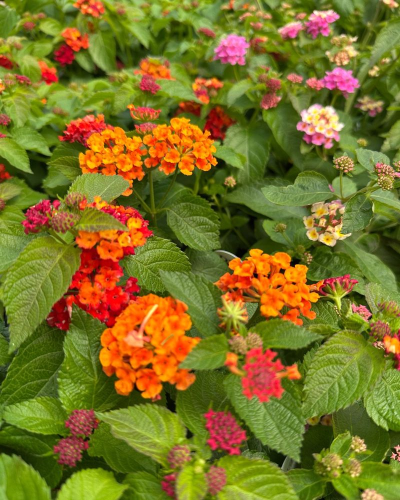 Trailing Lantana Adds Color With Little Fuss Trailing Lantana Adds Color With Little Fuss