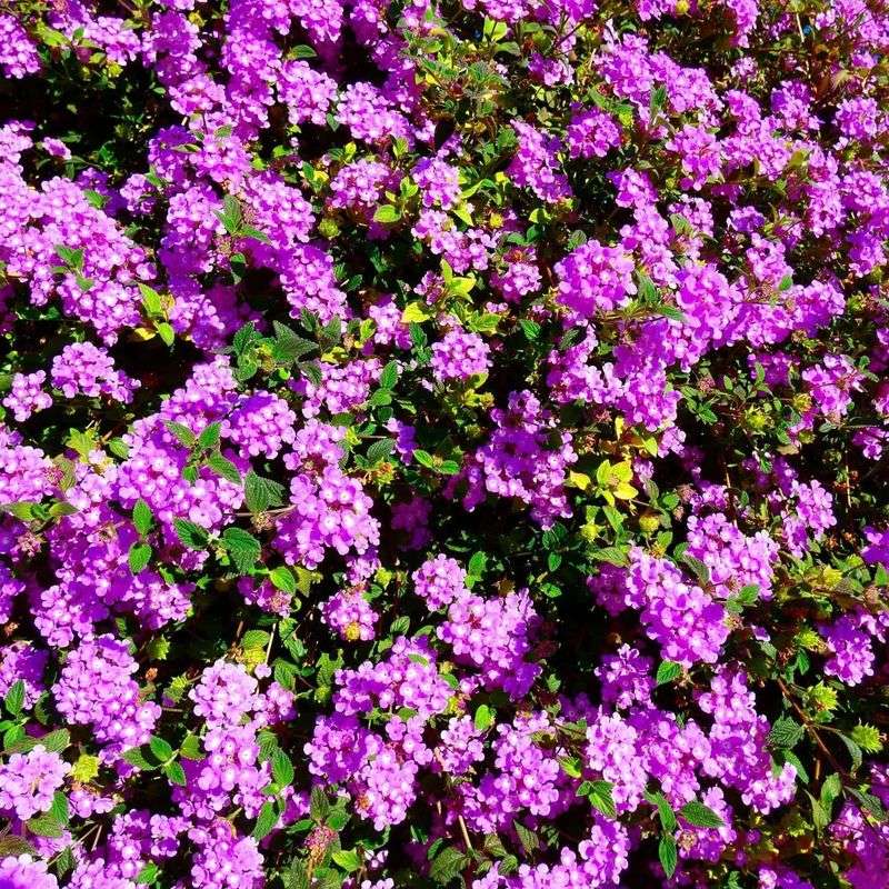 Trailing Lantana Spills With Summer Color