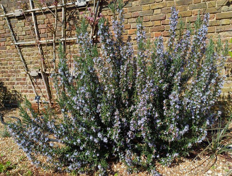 Trailing Rosemary Adds Blue And Fragrance