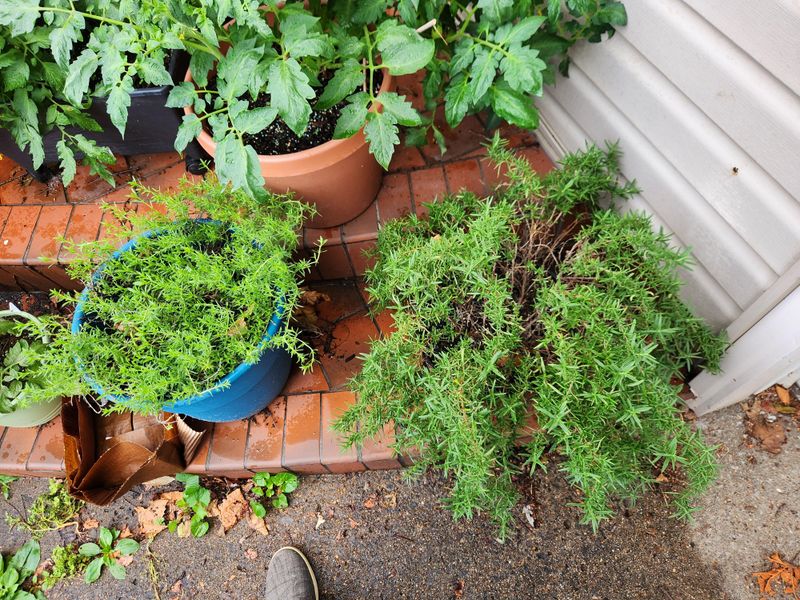 Trailing Rosemary Can Create A Cool Ground-Level Hideout Trailing Rosemary Can Create A Cool Ground-Level Hideout