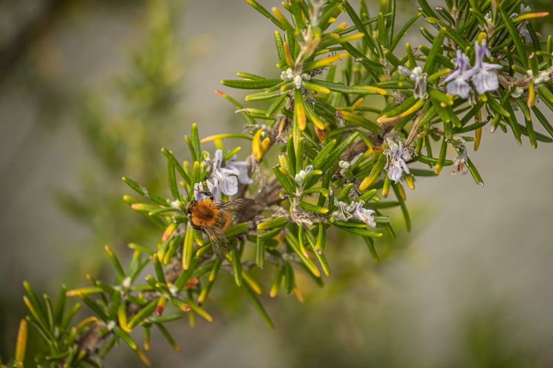 Trailing Rosemary Trailing Rosemary